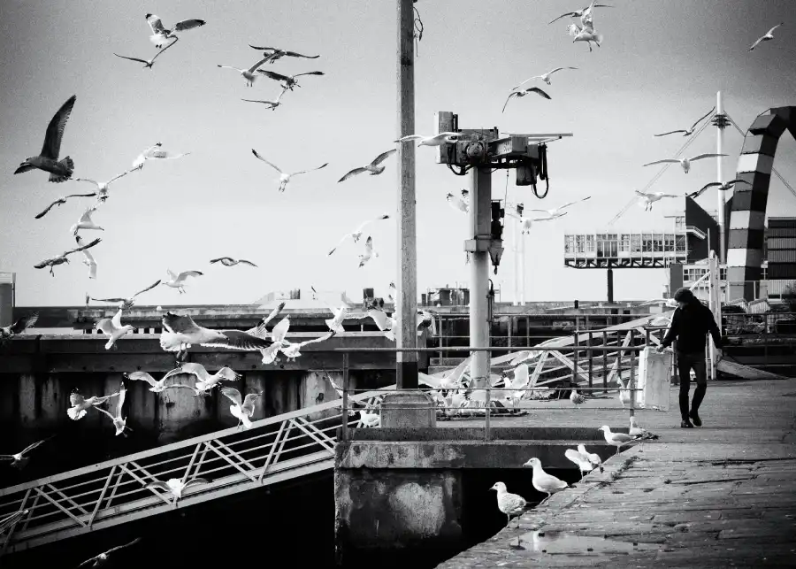 Des goelands et des mouettes nourri par un homme sur le port du havre. 9° Lauréat du concours photo WinSPOT by Data Concept